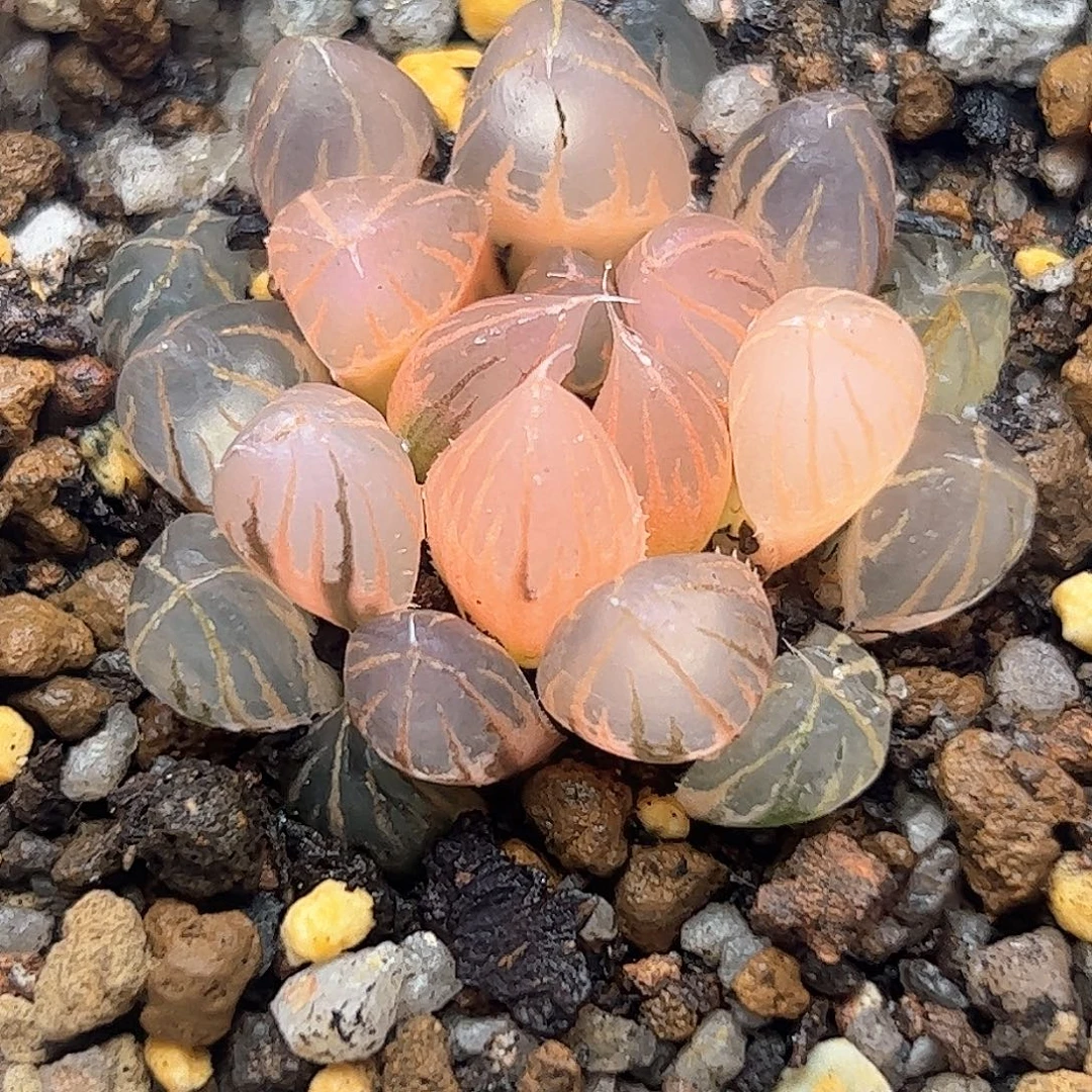 糊斑霓虹灯锦十二卷多肉