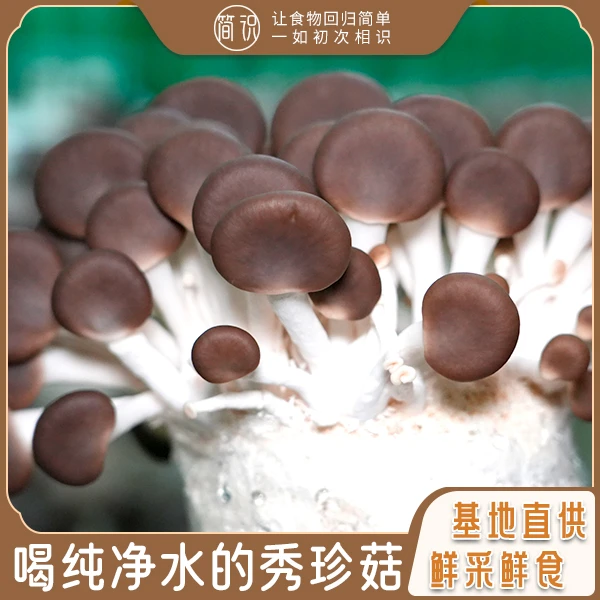 A级【秀珍菇】纯净水种植鲜采鲜食 新鲜营养 基地直供秀珍菇