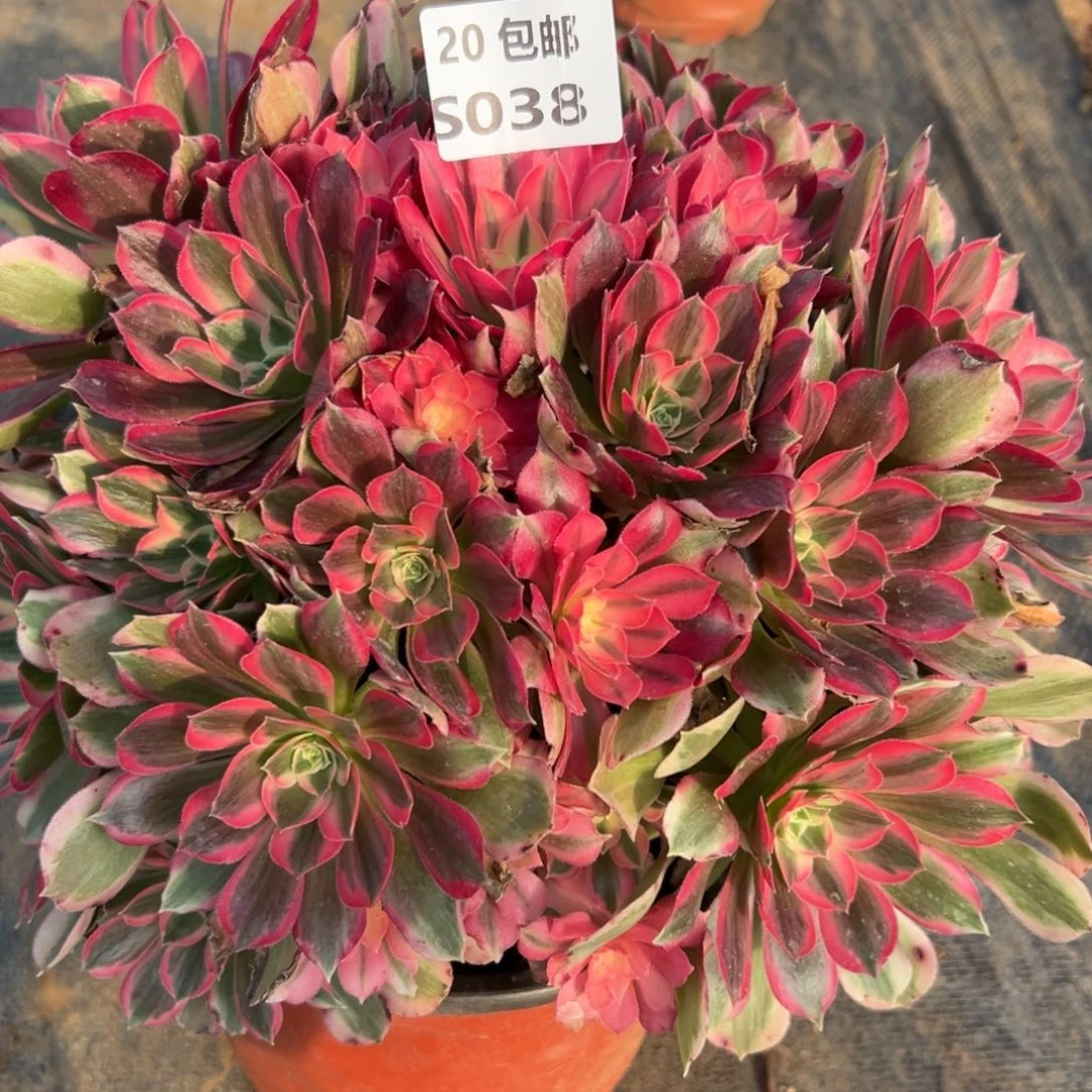 038男神，满20包邮嘟叮熊