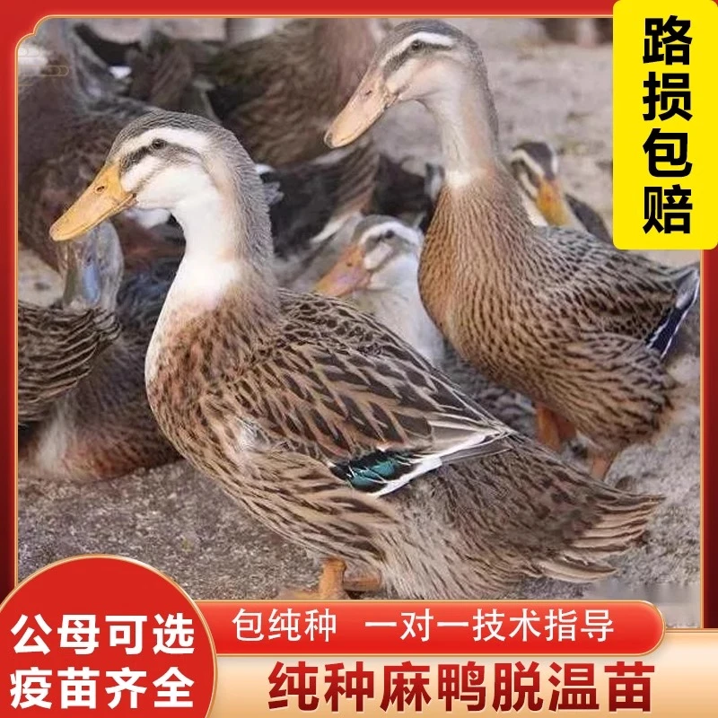 35只正品麻鸭绿壳蛋鸭宠物凤头鸭高产蛋顺丰活体包邮发货