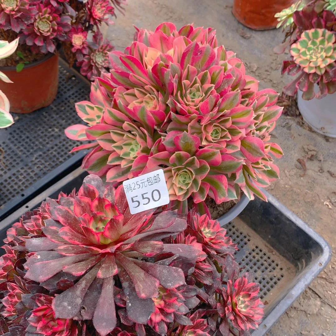 550法师组合2个老桩