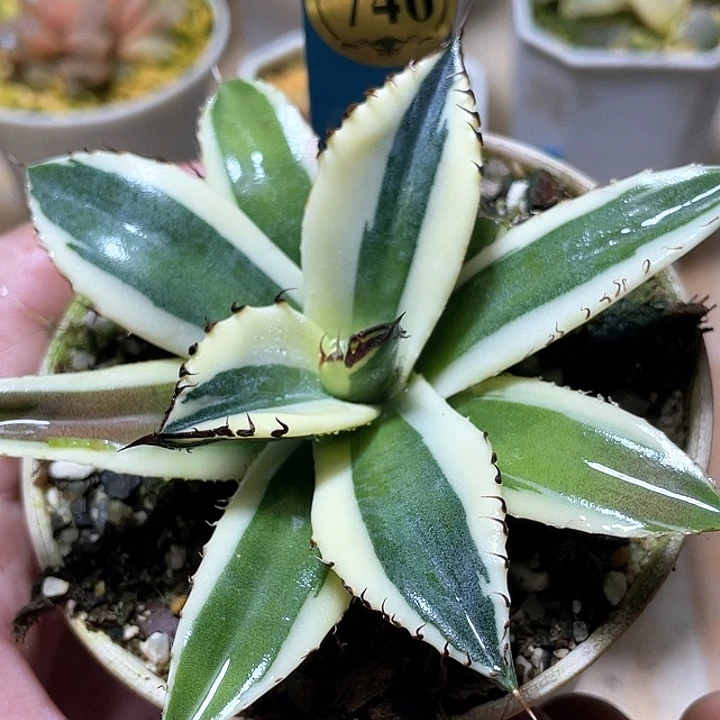 746龙舌兰龅牙锦特选福利