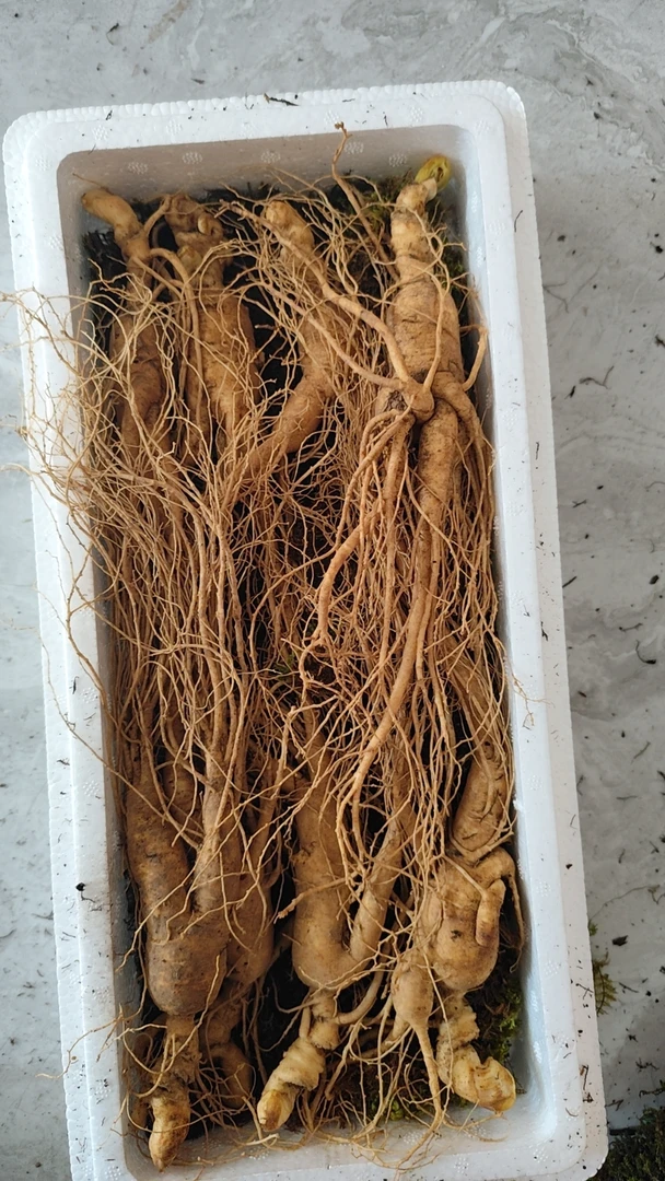 长白山人参林下参改价链接