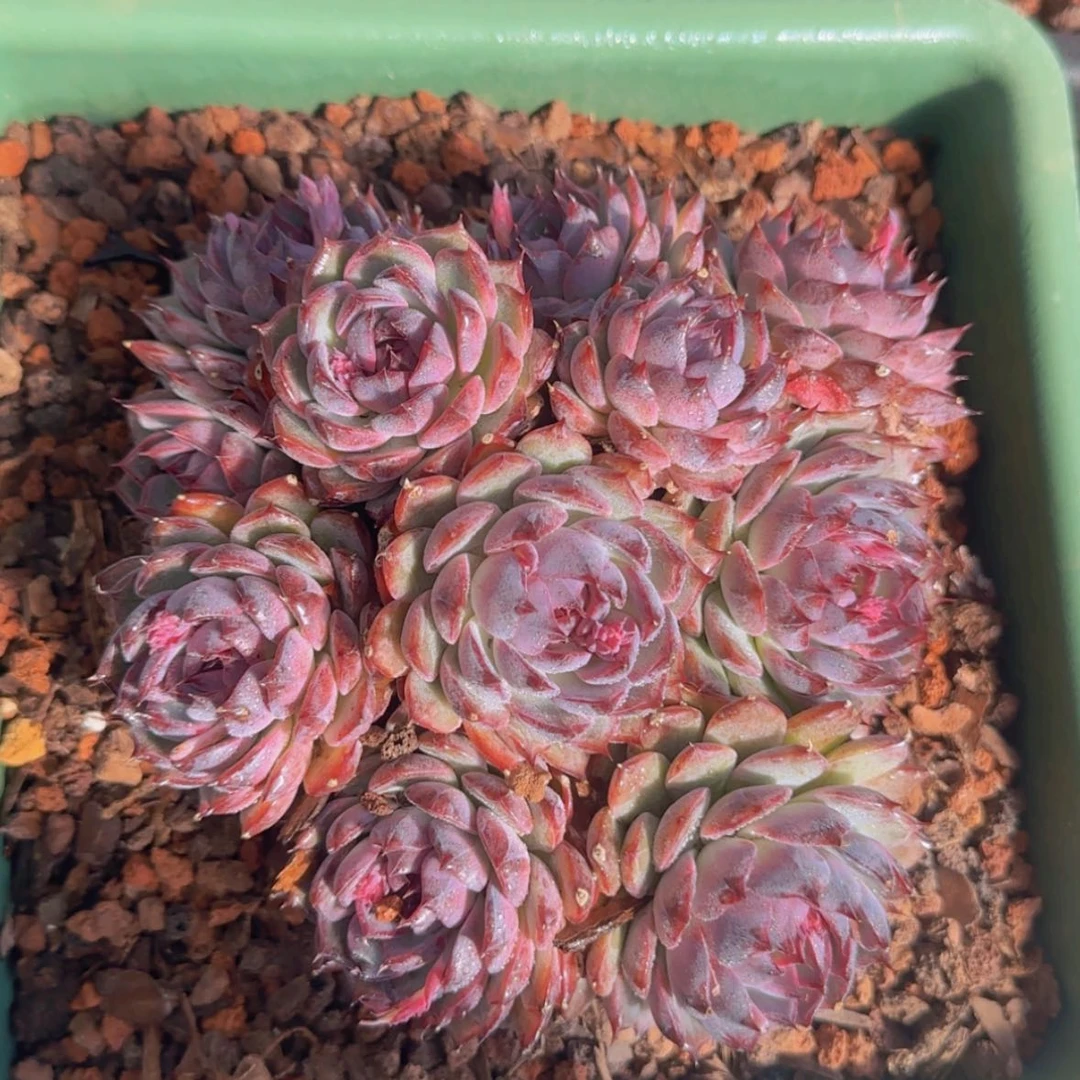 【闪购商品】手捧蓝色妖姬