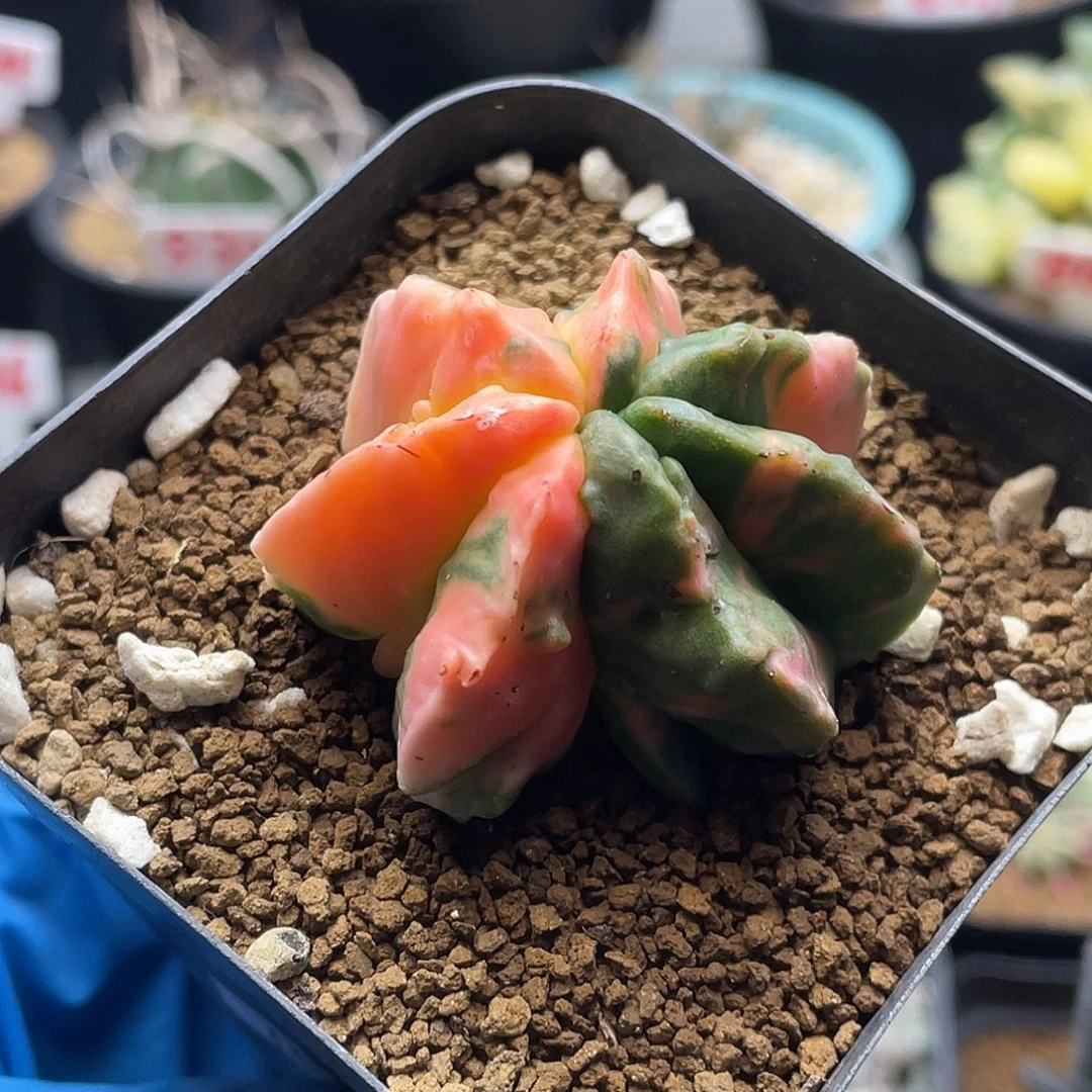 7棱核桃鸾凤玉锦仙人球