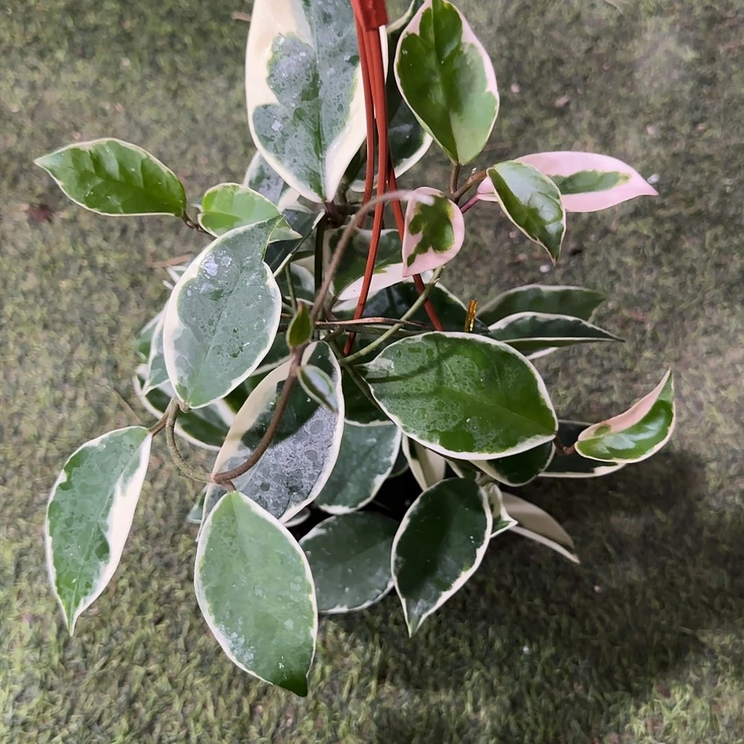 无花朵雪球外锦球兰