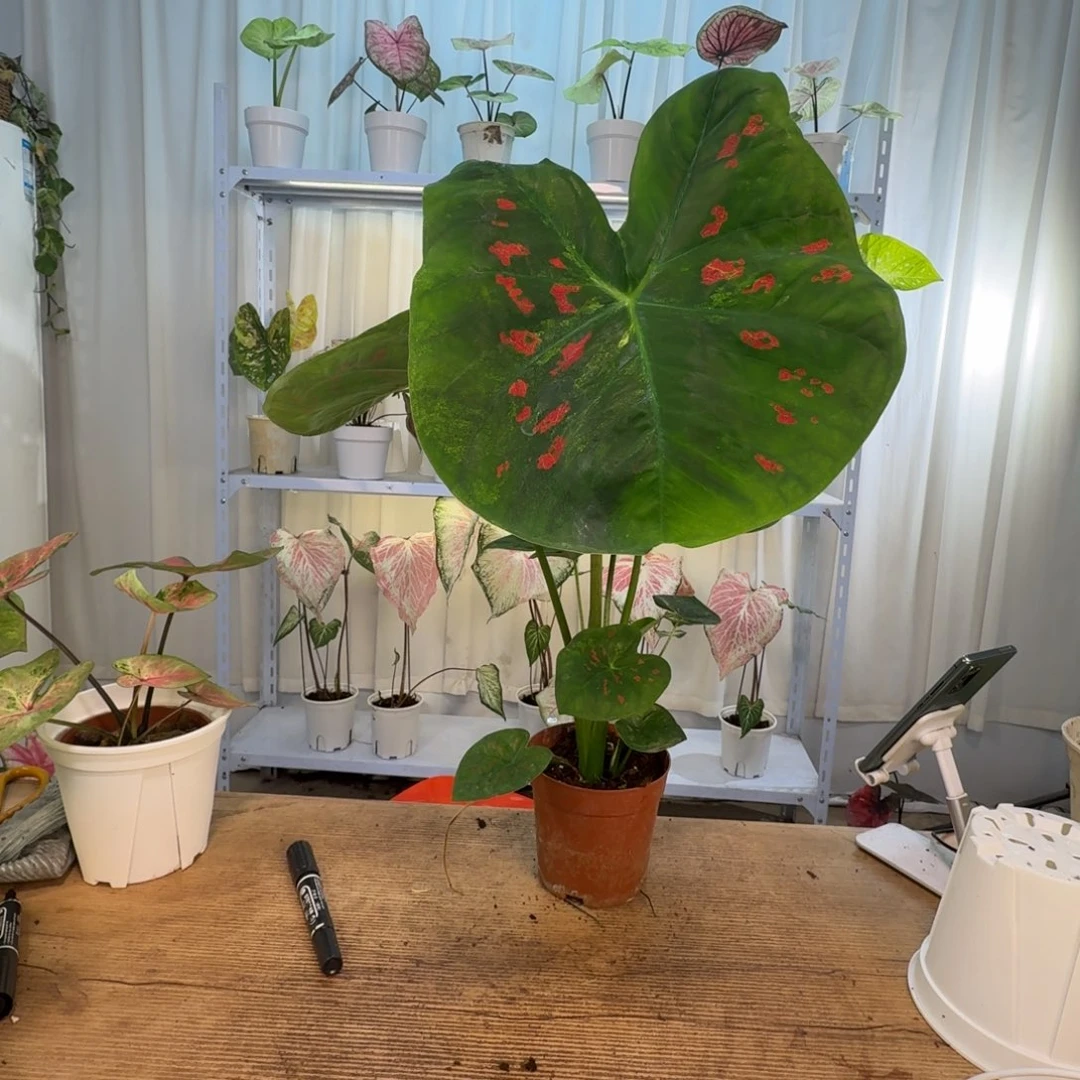 *****无花朵抹茶红豆   1366