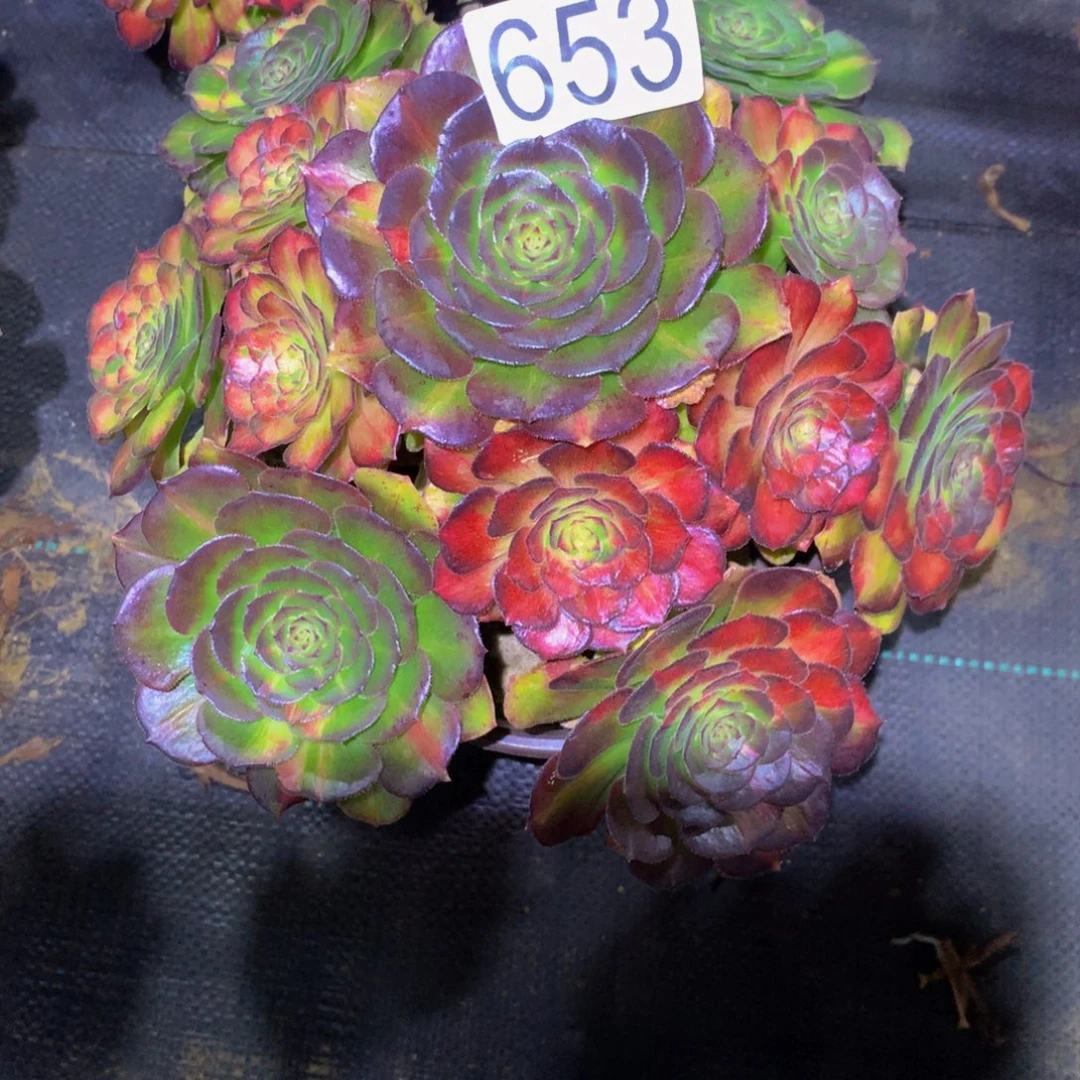 半***过法师多肉植物653龙鳞