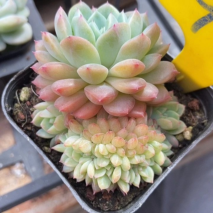 多肉植物p冰魄缀949多肉