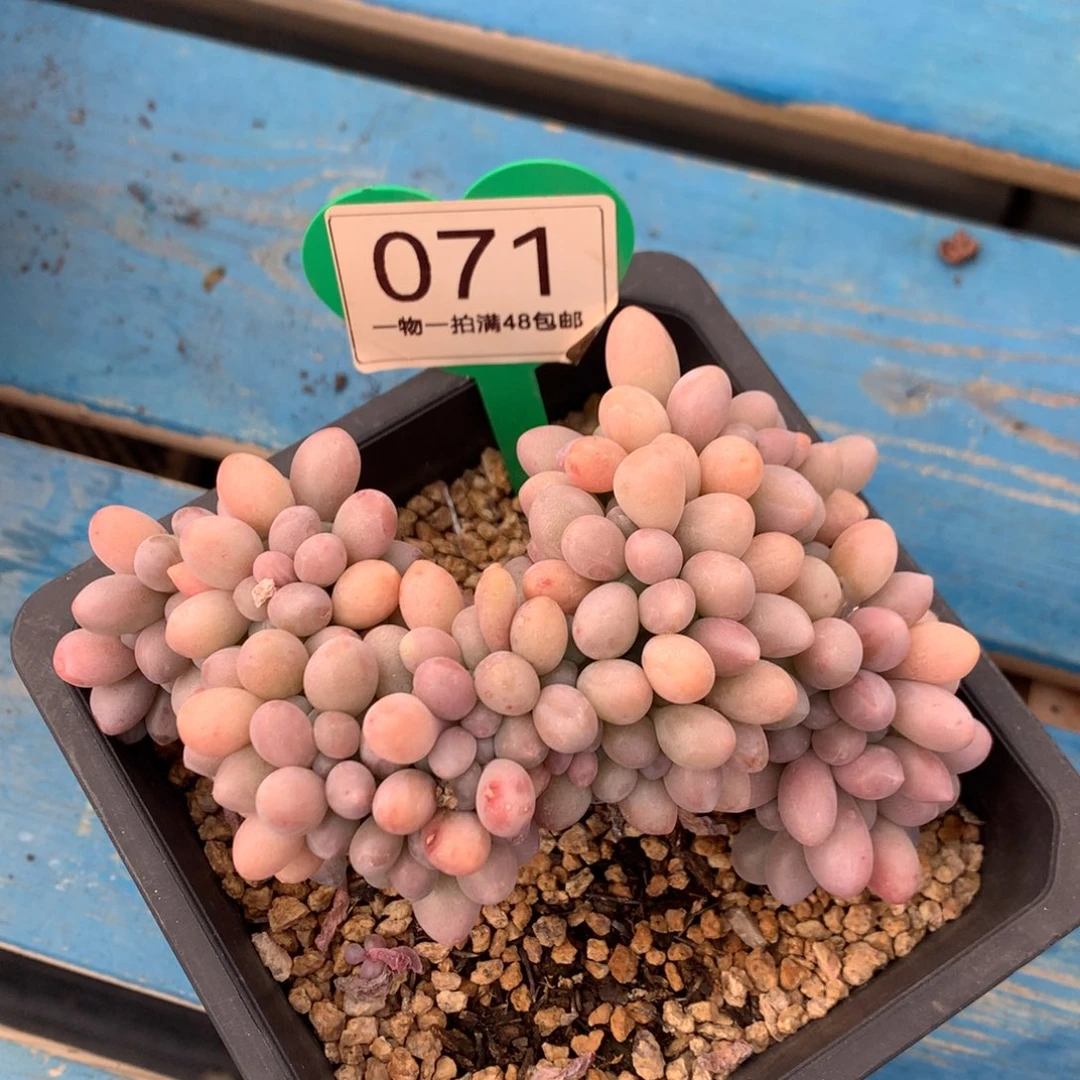 汤圆缀化一物一拍071