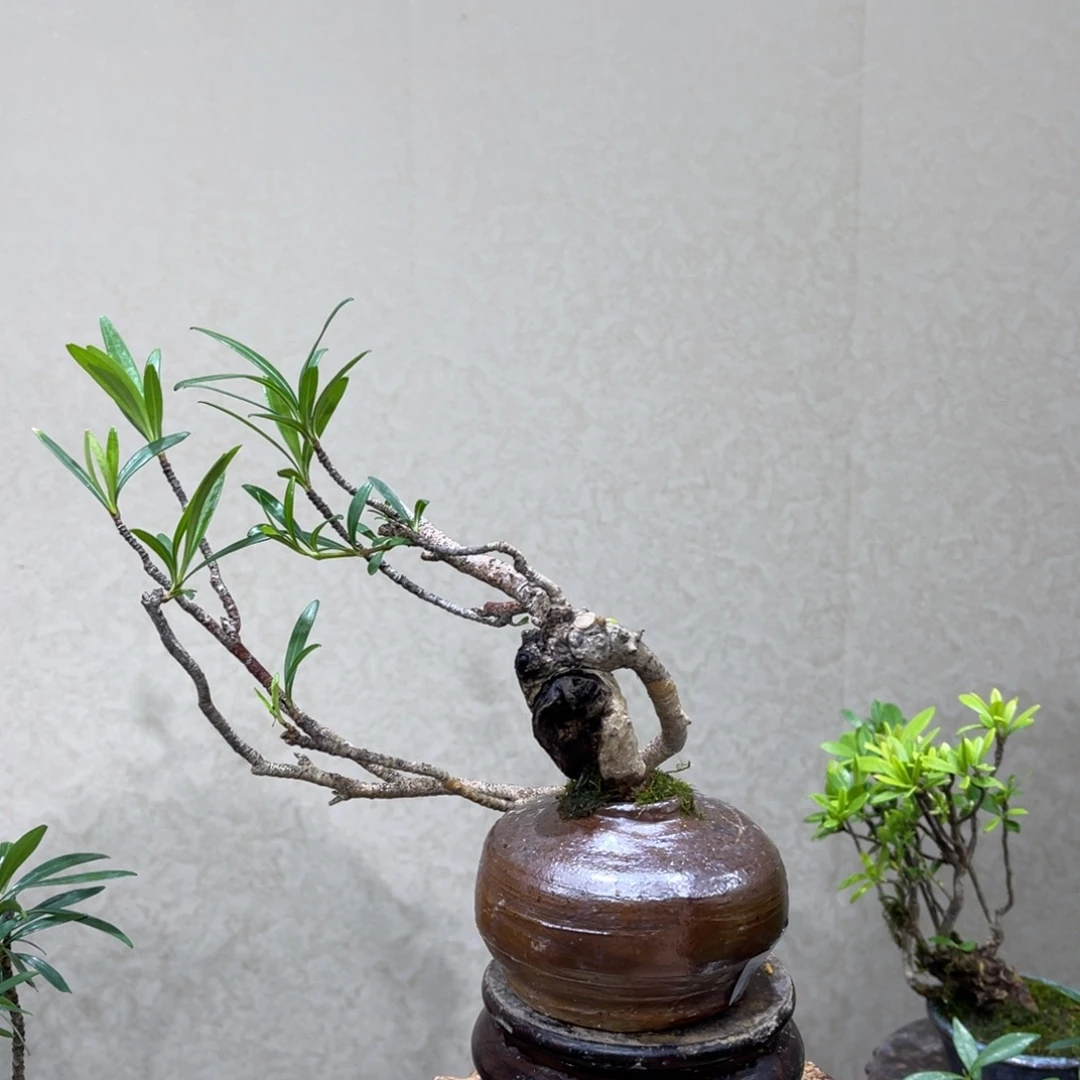 拈***笑无花朵88888999999