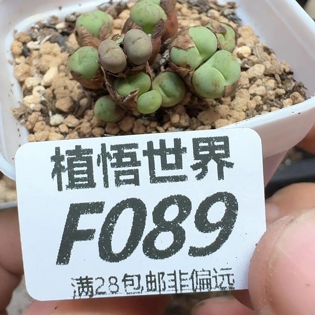 多肉植物的人付出f