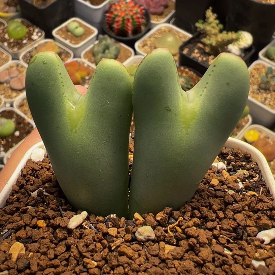 752多肉植物盆栽植物
