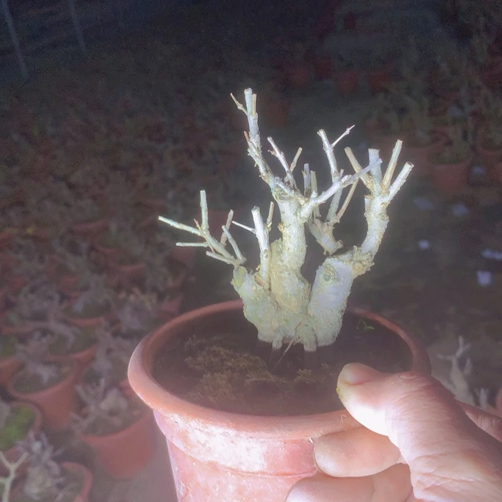 木本植物雀梅盆景