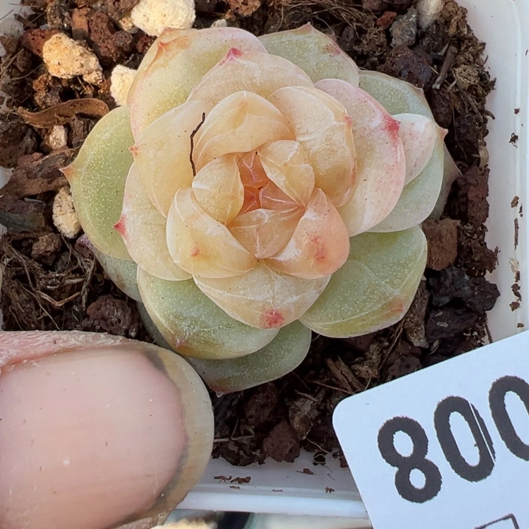 小卡拉米糖心一物一拍18-8