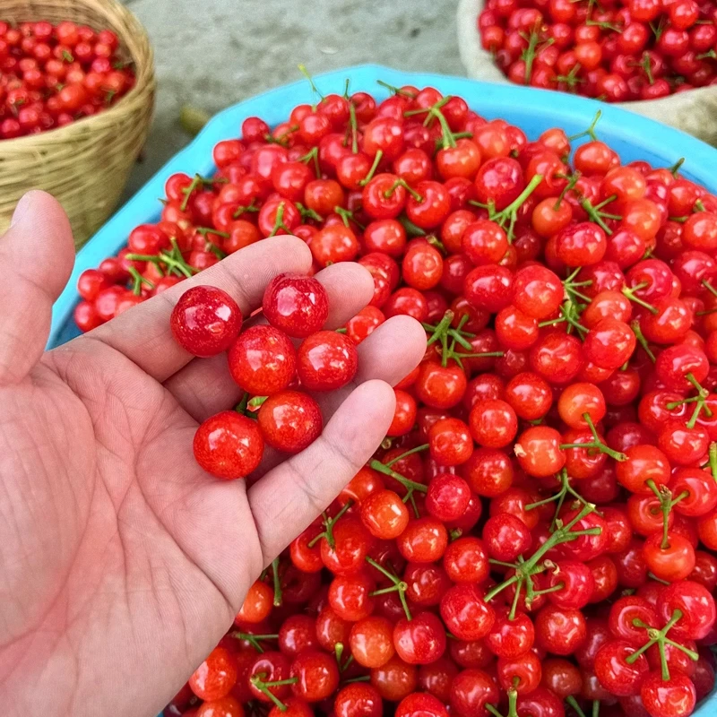 现摘顺丰空运1斤四川大凉山西昌水晶小樱桃孕妇脆樱桃XL