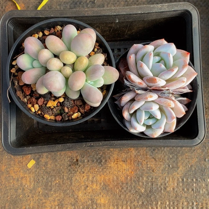 精控多肉一物一拍
