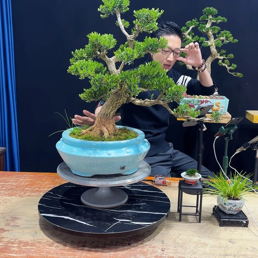 黄杨室内室外盆景艺术