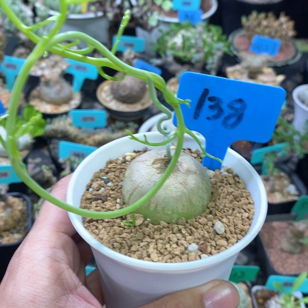鹿角苍角壂多肉植物