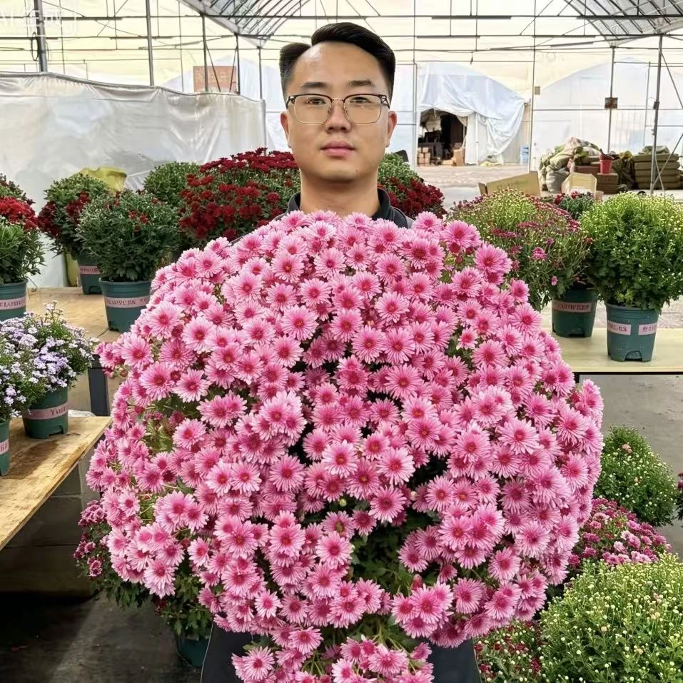 千头菊 草莓甜心 大盆 满头花苞耐热耐寒 多年生 超长花期