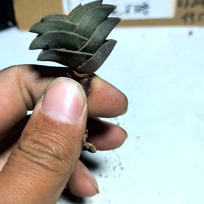 满6元包邮，一帆风顺三颗