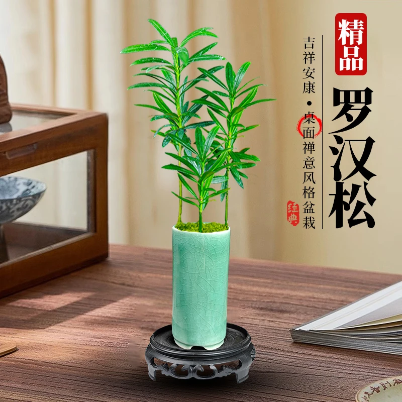 迷你罗汉松指尖微型盆栽桌面迷你拇指好养植物掌中宝盆景观叶绿植