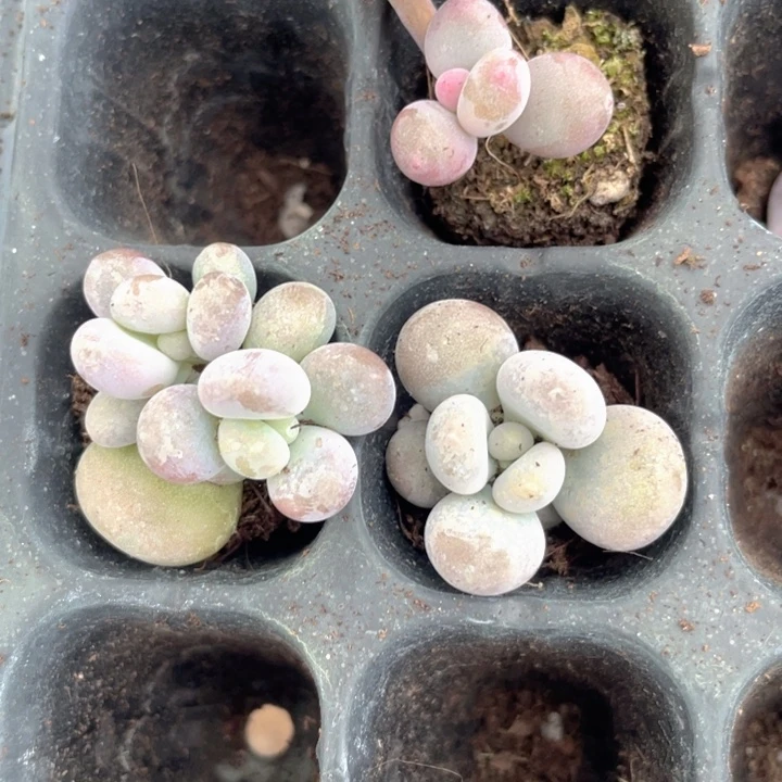 鸡蛋奶发3颗随机发满18