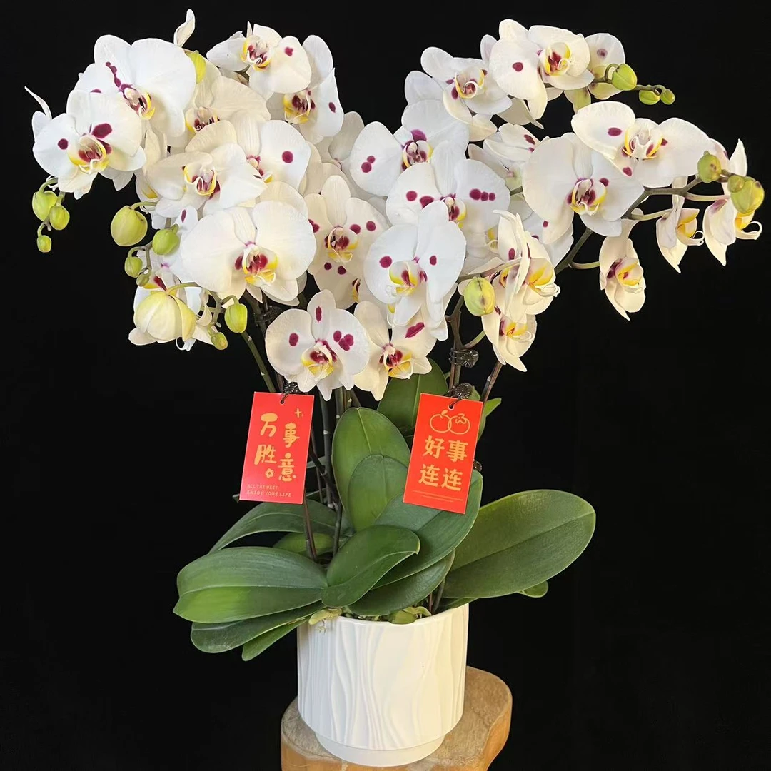 鲜花（如意）蝴蝶兰 欧品白色带紫色泼墨花花 室内花卉