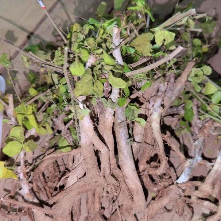 块根植物块根植物