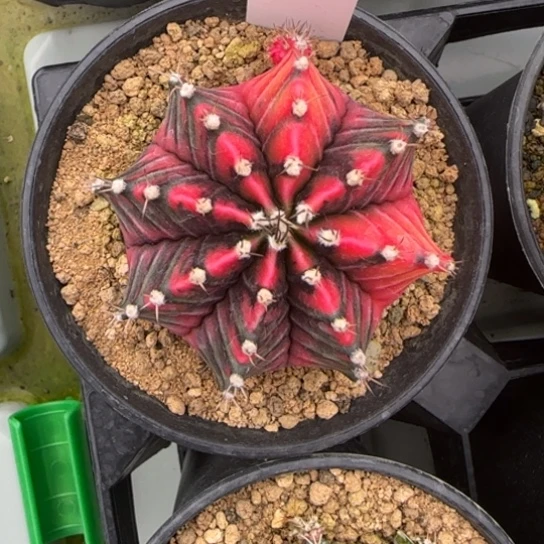 花*44-0223tory脱土发多肉