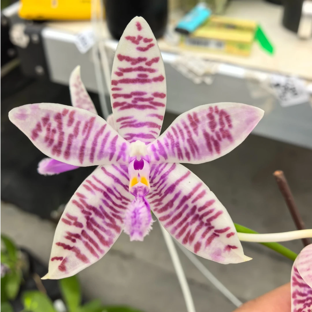 【多美路德分生】开花香