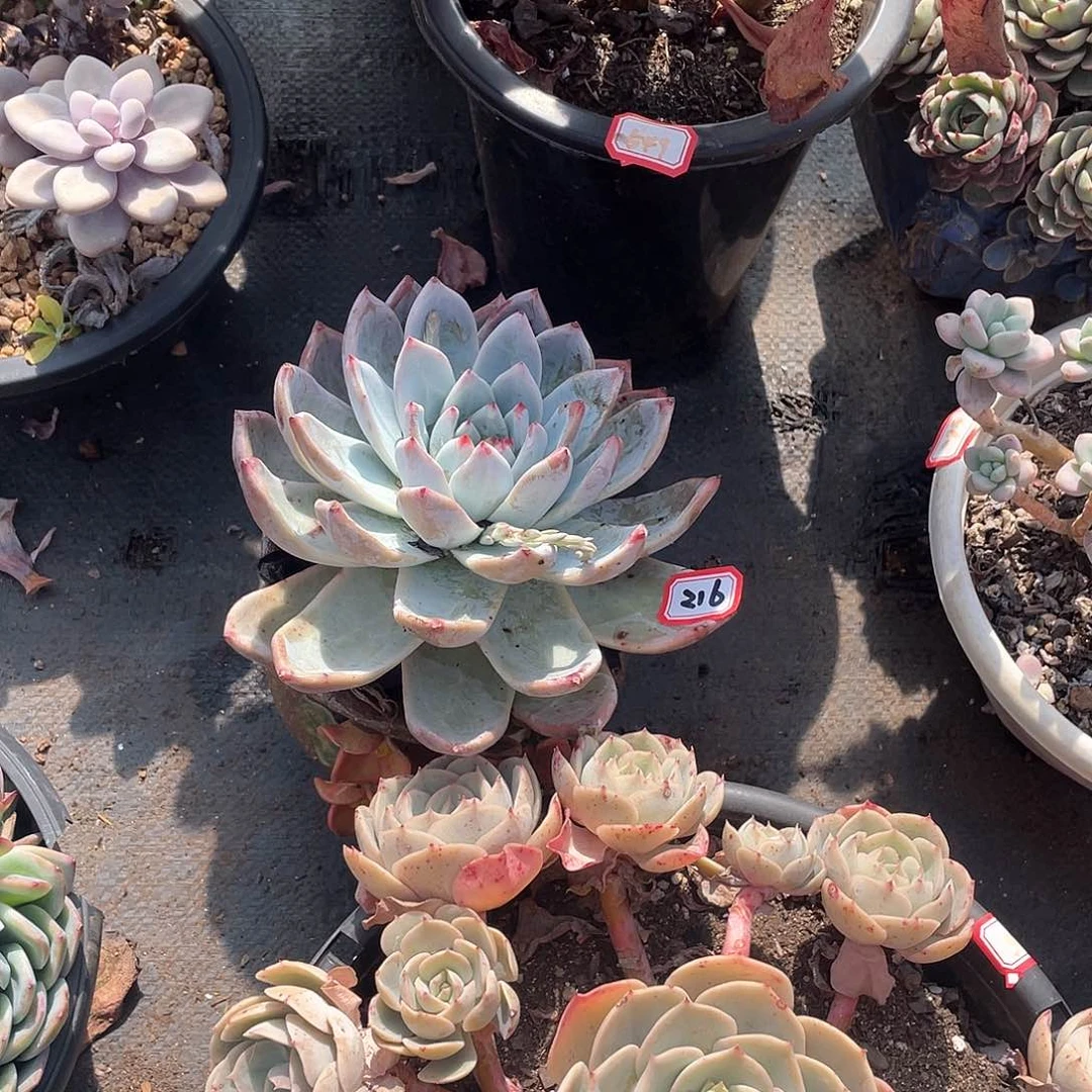 216卡 一物一拍多肉