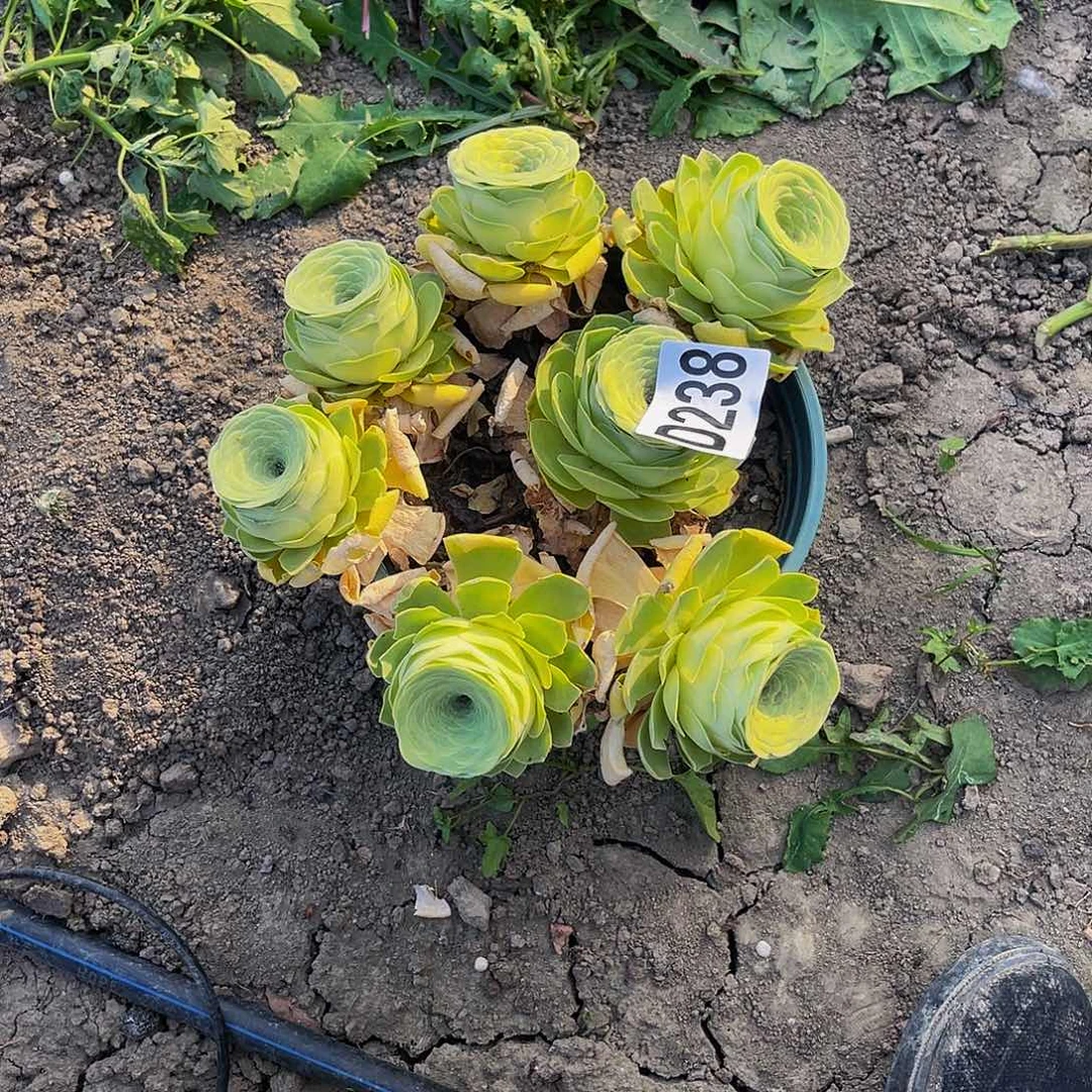 玫瑰玫瑰15–11包邮