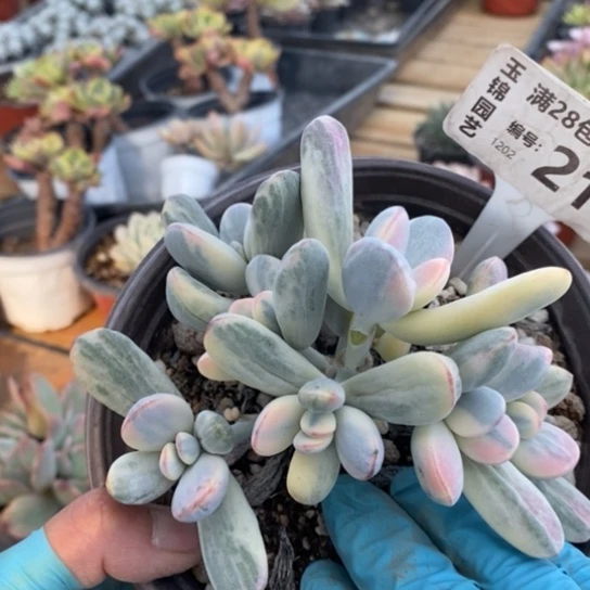 216一一一一一一一一一一一