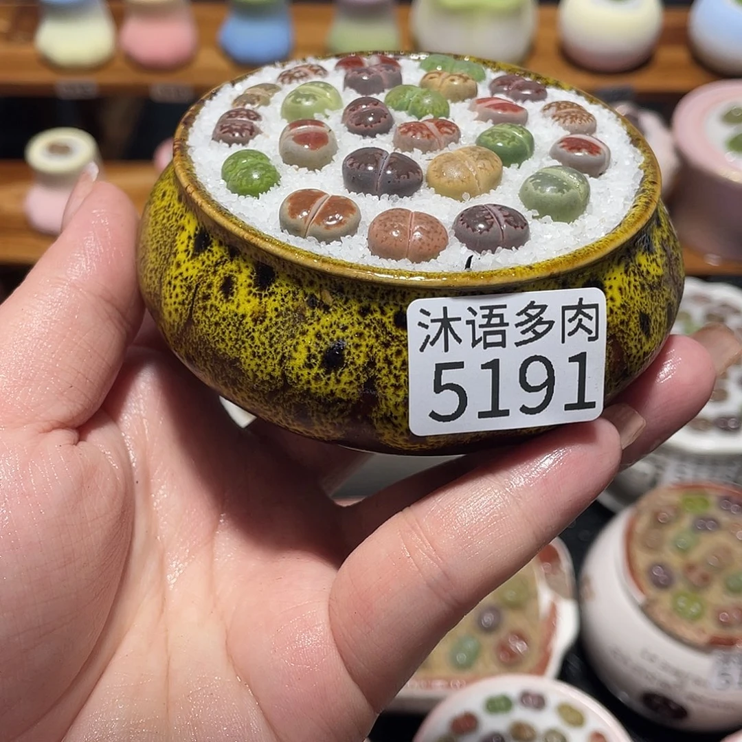 带盆土植物 一物一拍5191