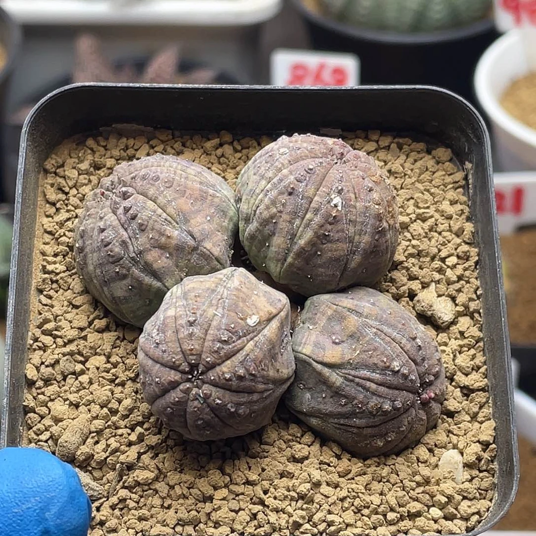 四头布纹球仙人球