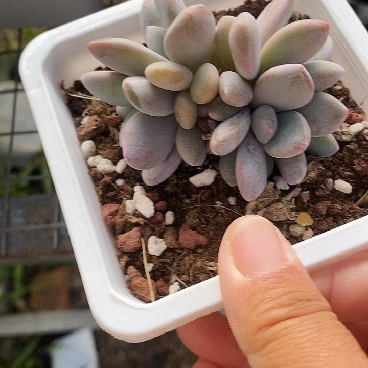 粉兔朵朵134689900000