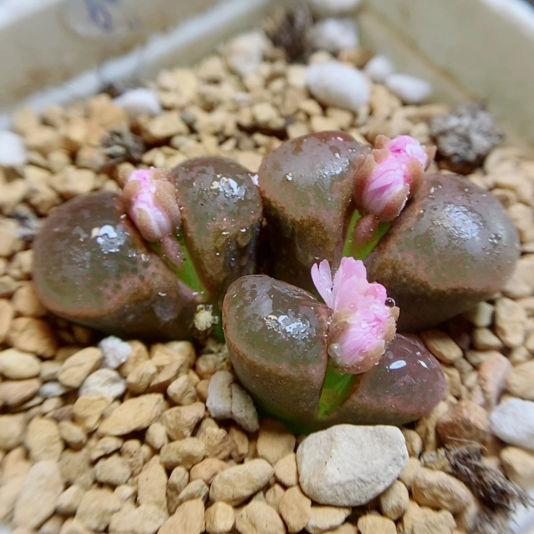 生石花花花花花花956