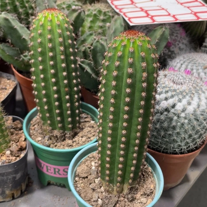 进口金妞金1自根一杯12.8