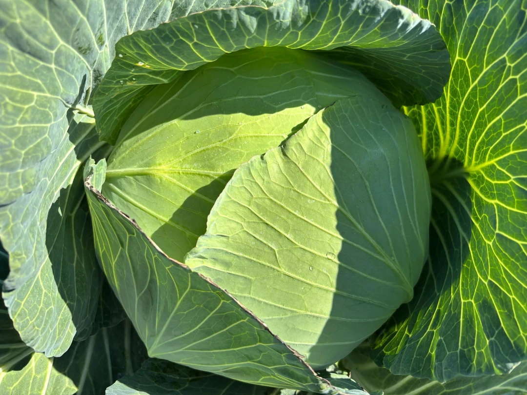 自家土肥种的包菜（5斤左右 ）