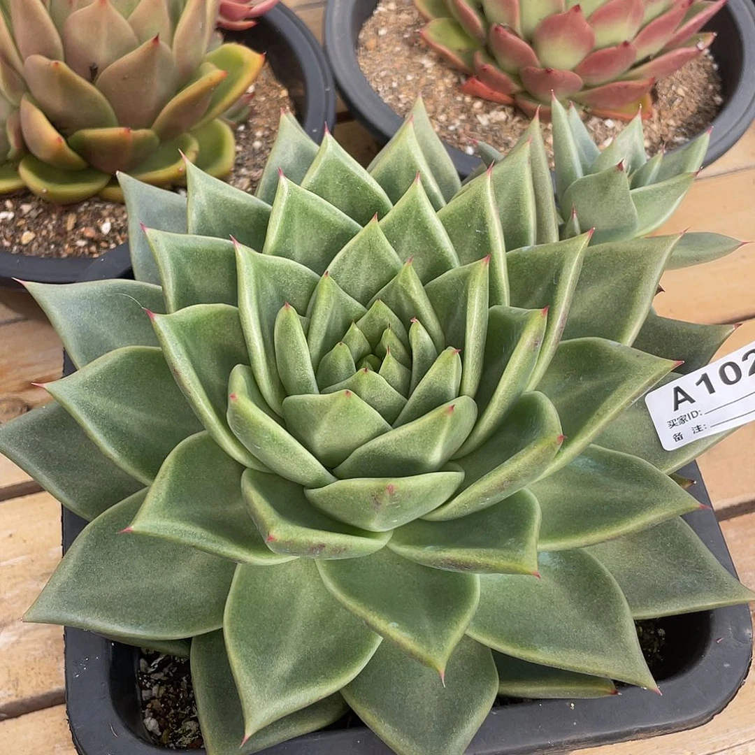 若如东云单拍A102