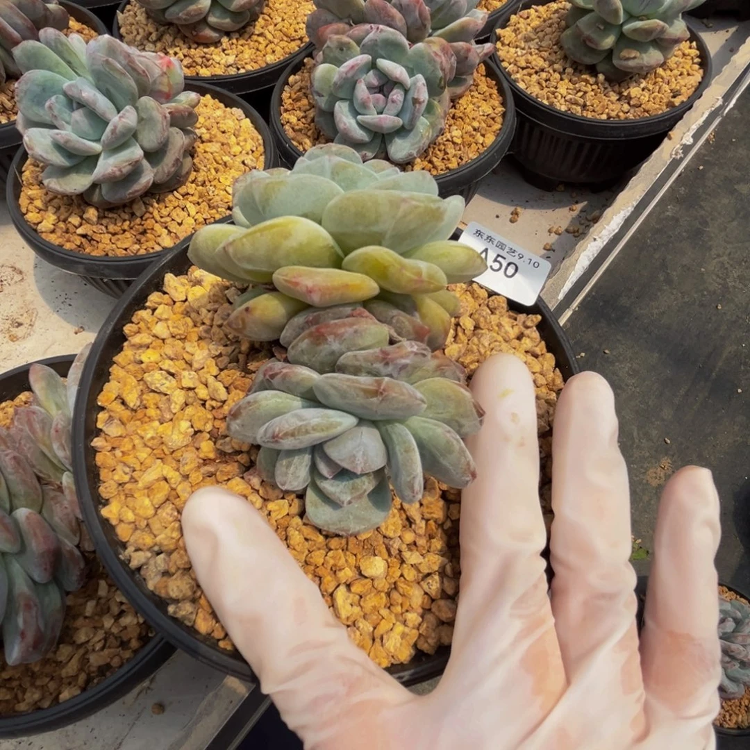 a50梦露石化呀呀呀呀呀