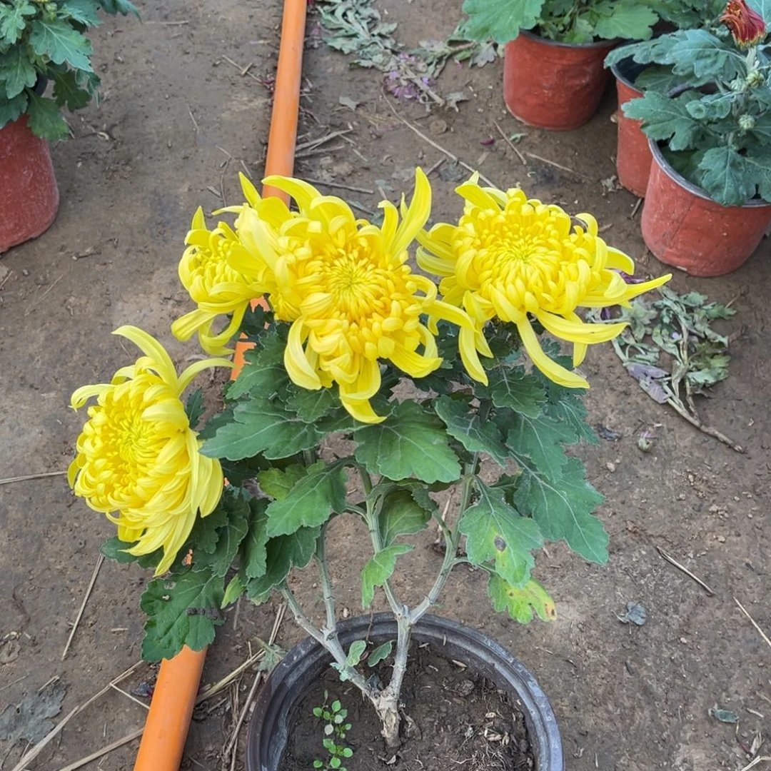 完全开放黄国华土球