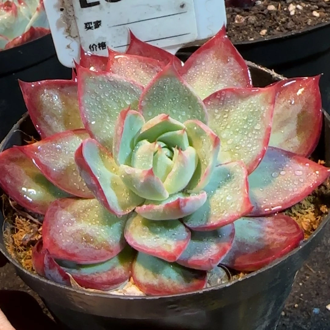 惊鸿一物一拍包装收缩花旱808