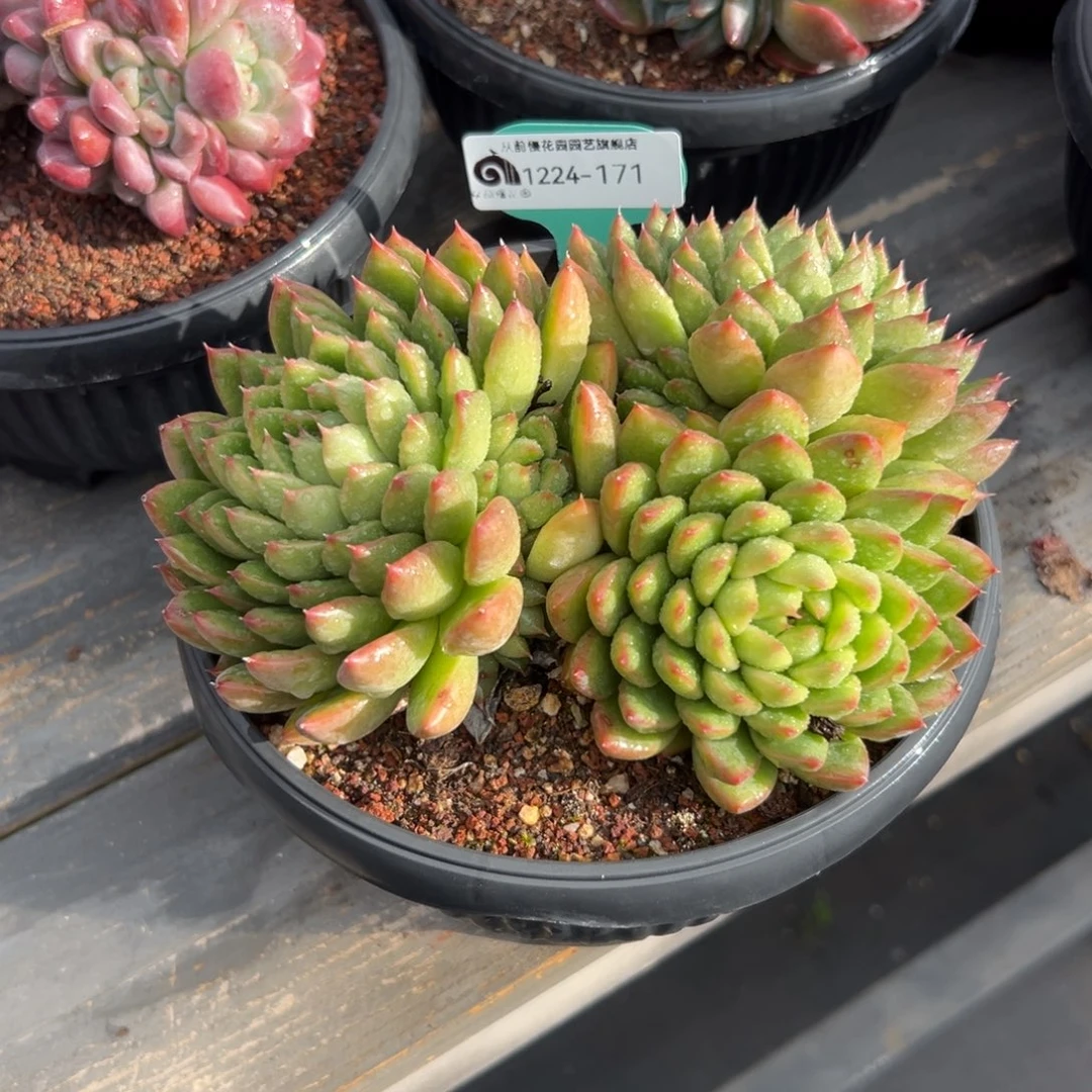 从前慢花园多肉编号1224-171