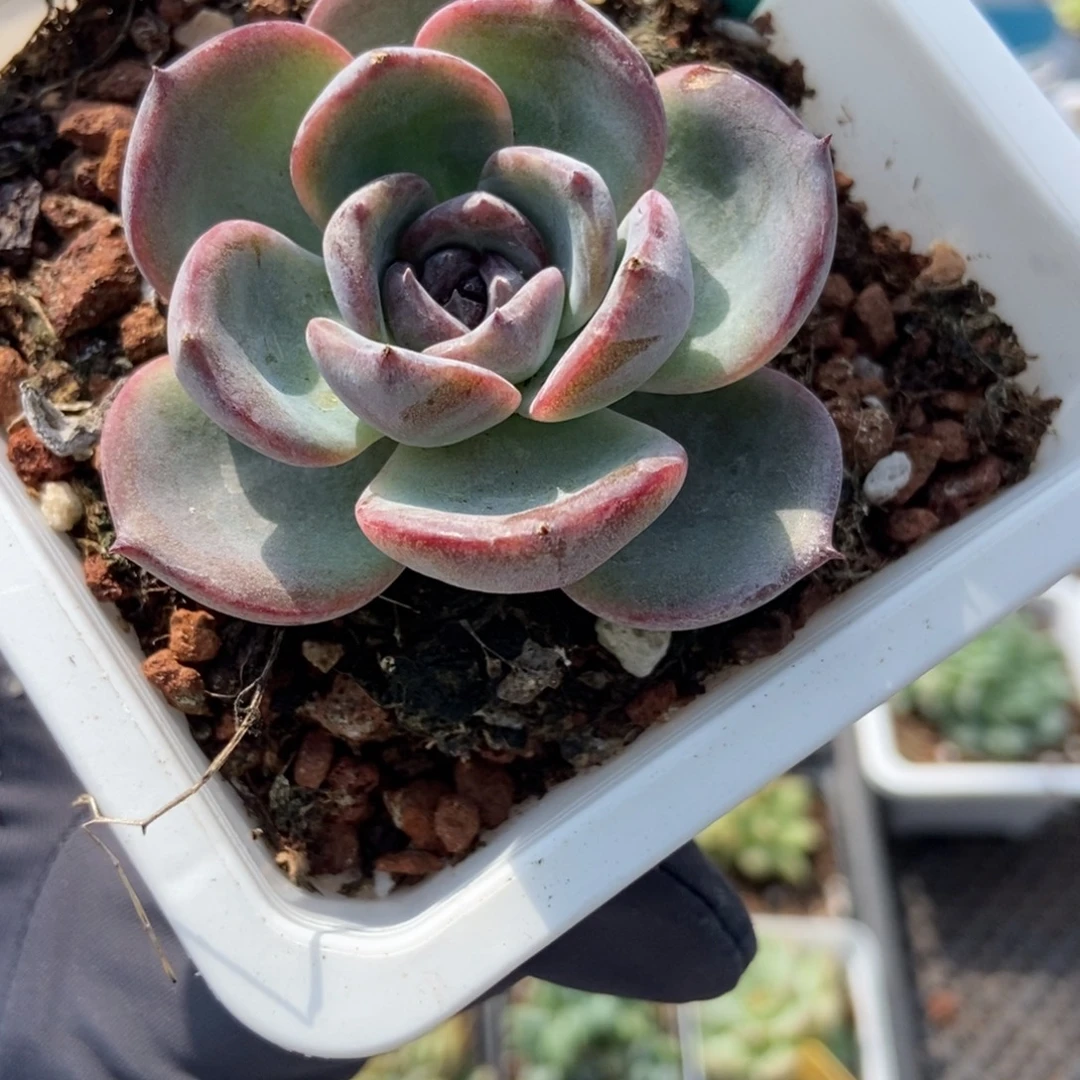 1537黑橙多肉植物多肉