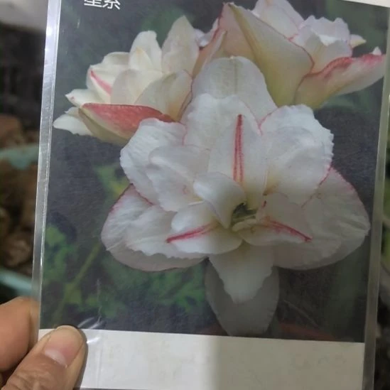 当前无花栽培后可以开花星系4厘米裸根球