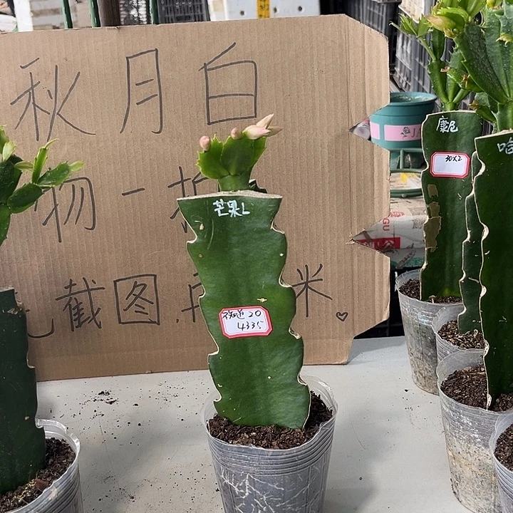 不***道当前无花朵，栽培后可花朵芒果