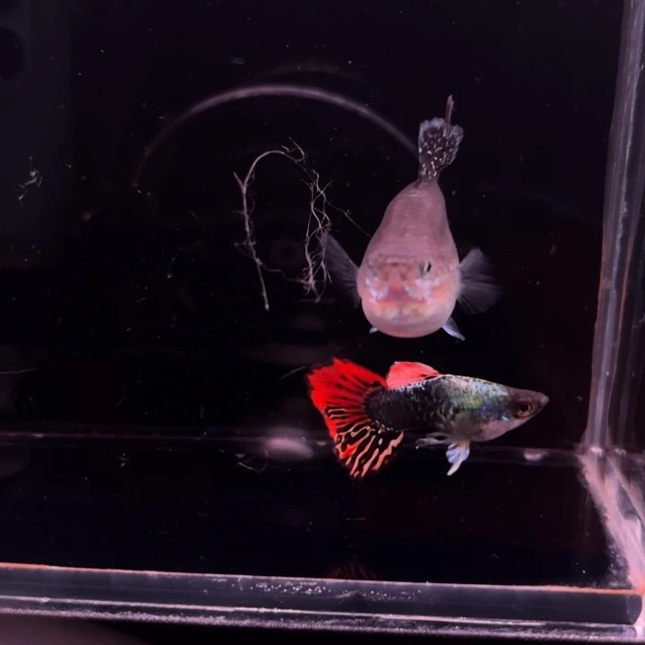 海水鱼龙鳞球种鱼1对