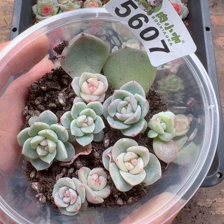 多肉植物多肉植物